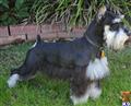 Miniature Schnauzer